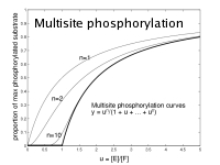 Multisite phosphorylation